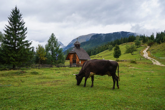 Grazing Cow In Pokljuka