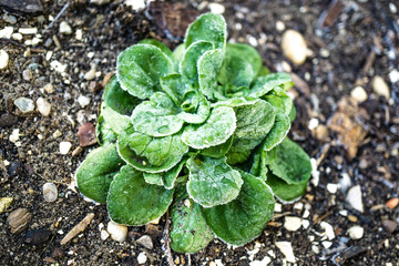 Frostschäden an Gemüse