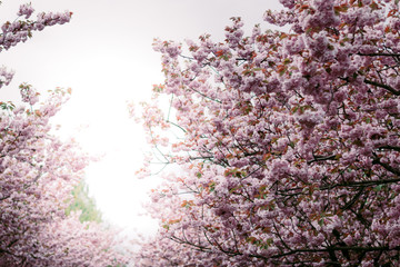 Flowering cherry trees