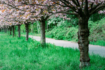 Flowering cherry trees