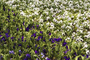 Fototapeta premium Petunias