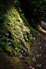 moss overgrown
