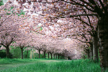 Flowering cherry trees