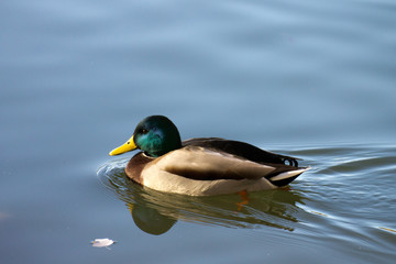 Obraz premium canard sauvage col-vert sur un étang