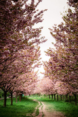 Flowering cherry trees