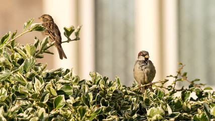 Sparrow On A Bush D