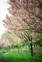 Flowering cherry trees