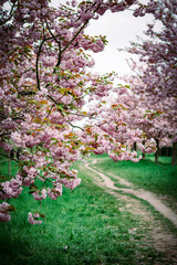 Flowering cherry trees