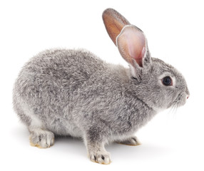 Grey rabbit. © voren1