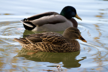 Obraz premium canard sauvage col-vert sur un étang