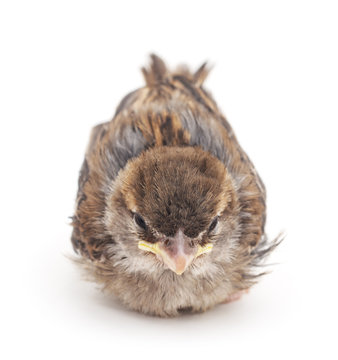 Young sparrow. © voren1