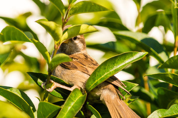 Sparrow Peeping Through The Leaves
