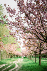 Flowering cherry trees