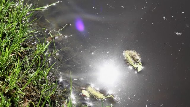 Sun reflection and floating buds on the surface of a pond