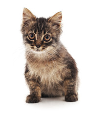 Obraz premium Little kitten.