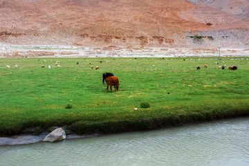 Animals with natural landscape in Leh Ladakh