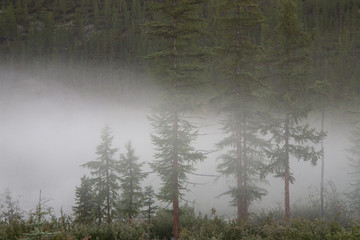 Fog in the larch forest. Labynkyr lakeside. Yakutia. Russia.
