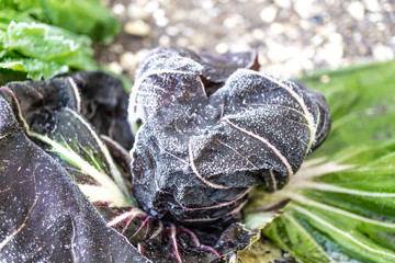 Frostschäden an Gemüse