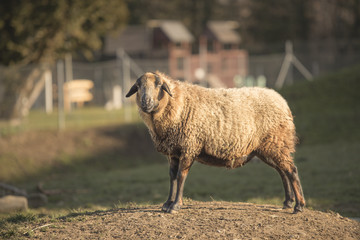 Standing sheep