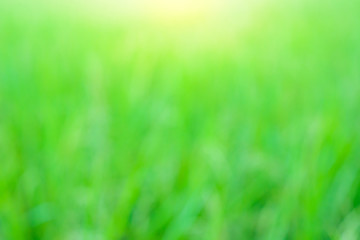 Fototapeta na wymiar Abstract blur of green grass background