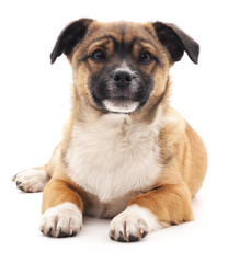 Obraz premium Brown puppy.