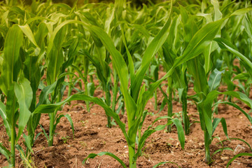 Fototapeta premium Corn field agriculture.Rural farm land in summer. Plant growth. Farming scene.Organic leaf