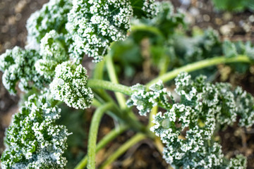 Frostschäden an Gemüse