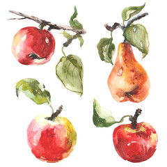 Watercolor raster illustration of apples and pears. 