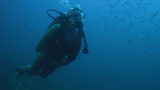 Diver swims with a large school of fish tomates grunts, Haemulon aurolineatus, North Carolina, Aug. 2016