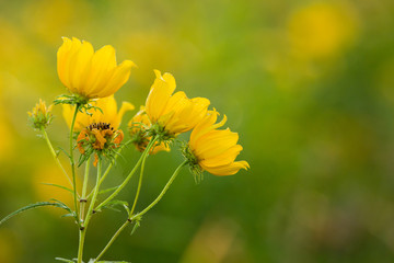 Yellow flowers