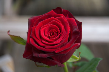 rote Stielrose