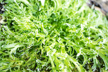 Frostschäden an Gemüse