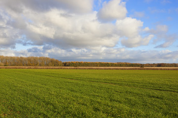 wheat and woodland