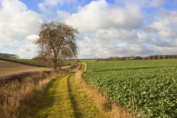 country footpath with ash tree