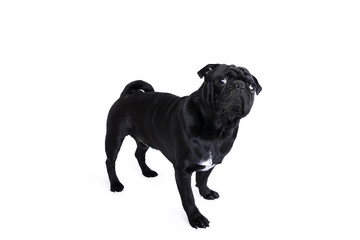 Suprised black pug dog standing on isolated white background