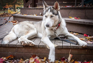 sled husky dog sit on balcony on Autumn © Pierrette Guertin