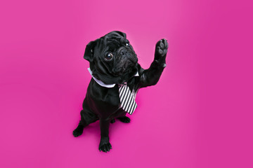 Black pug dog with paw up wearing tie. Puppy high five on pink background