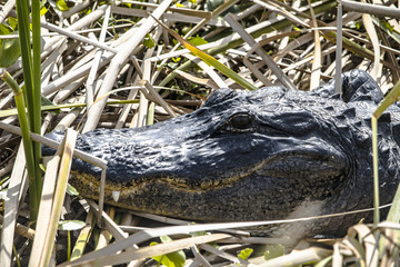 crocodile