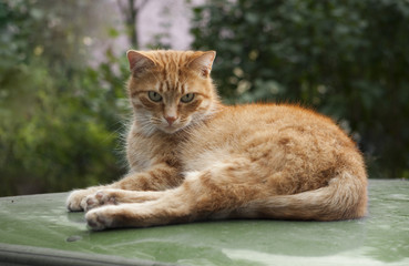 A serious orange cat on a blue car.