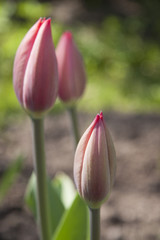 Three beautiful pink tulips.