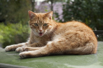 Fototapeta na wymiar A beautiful orange cat with open mouse on the green car.