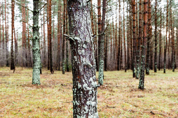 Obraz premium Autumn trees with naked branches