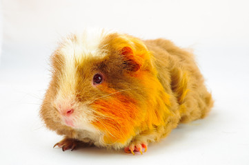 One guinea pig merino on white background