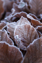 Beech hedge with frost on the leaves.
Leaf closeup, nicely textured by the frost.