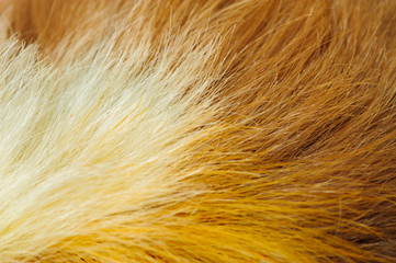 One guinea pig merino pelage closeup image