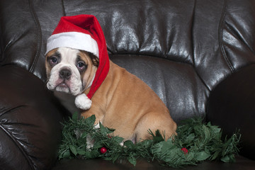 Santa bulldog