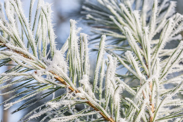 Pine branches covered with hoarfrost crystals against blue sky background