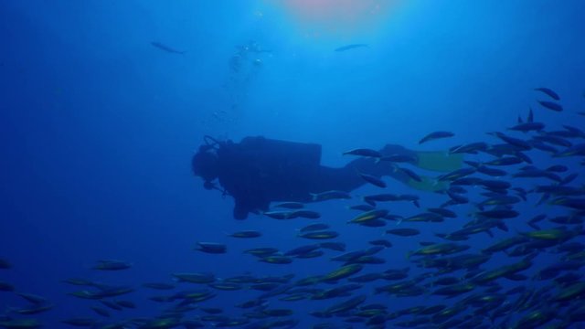 Diver swims with a large school of fish tomates grunts, Haemulon aurolineatus, North Carolina, Aug. 2016