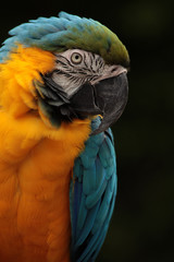 Macaw