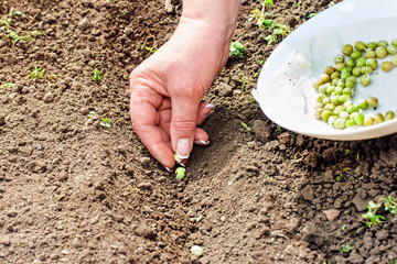 Hand woman planting seeds in the garden in the ground, hands hol